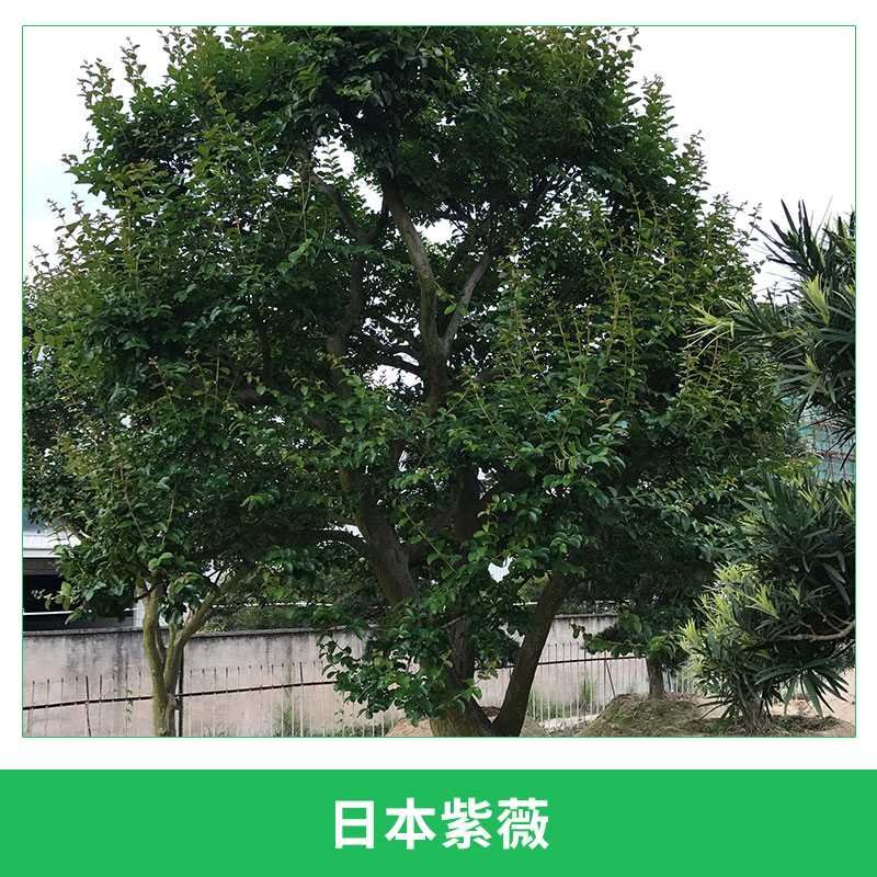 龍海九湖老兵園藝場(chǎng)供應(yīng)日本紫薇海棠樹(shù)癢癢樹(shù)紫薇園林庭院景觀樹(shù)