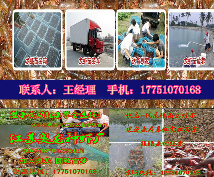 種蝦苗價格今日蝦苗多少錢一斤