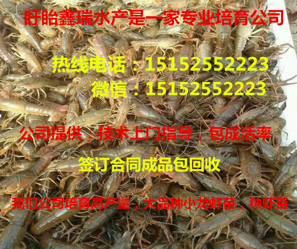 揚州龍蝦種苗價格一斤龍蝦苗大概多