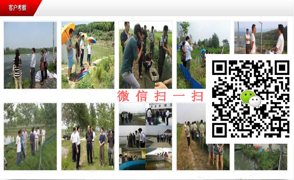 小龍蝦苗批發(fā)小龍蝦苗批發(fā)價格