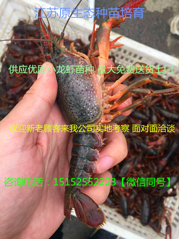 南通龍蝦種苗價(jià)格一斤龍蝦苗大概多