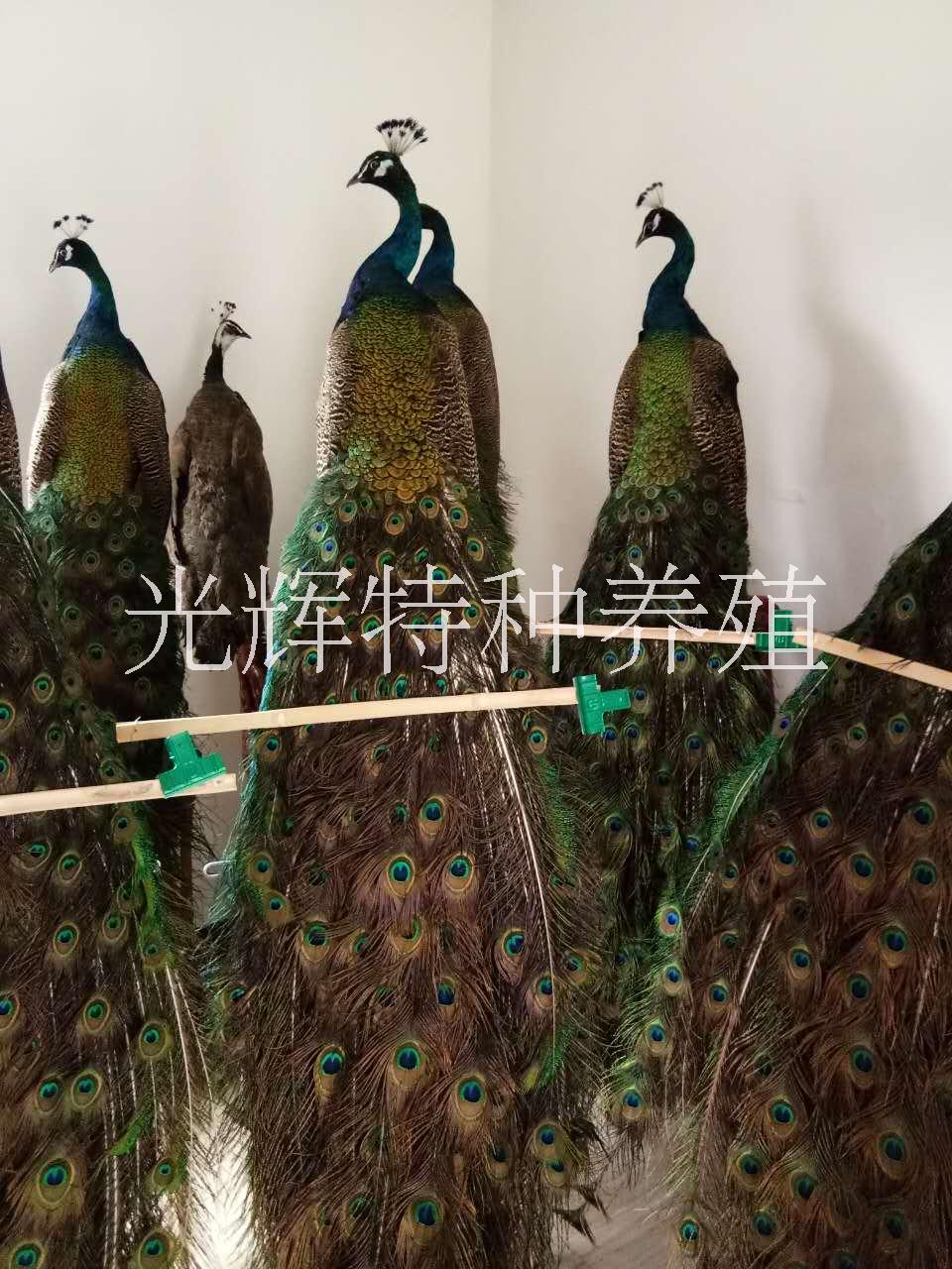 **標(biāo)本 *標(biāo)本價(jià)格 *標(biāo)本供應(yīng)商 *標(biāo)本哪里有賣