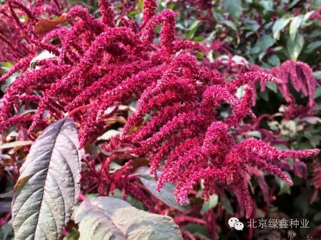 供應LVXIN牌尾穗莧花種