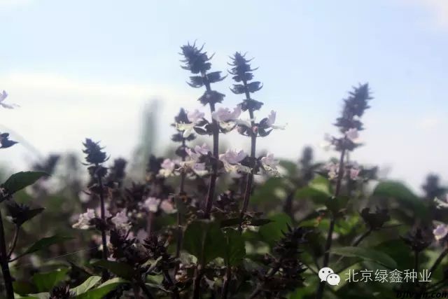 供應(yīng)LVXIN牌羅勒花種