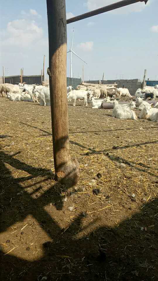 銀川市肉羊養(yǎng)殖  山羊銷售