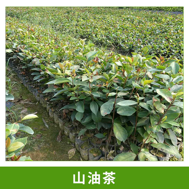 廣州大展綠化種苗場(chǎng)基地直銷山油茶容器苗杯栽小苗園林綠化油茶苗