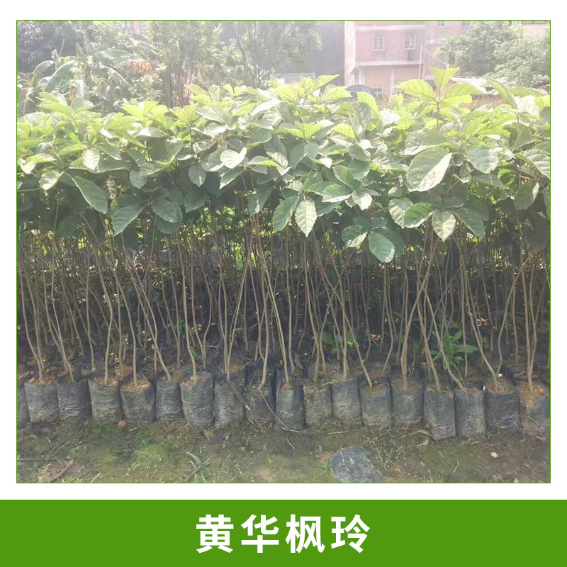 基地直銷黃華楓玲小苗園林行道樹庭園樹黃花楓玲木袋苗