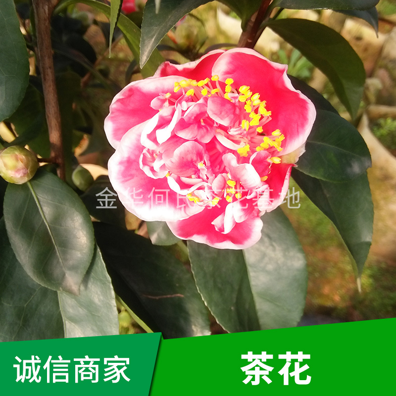茶花樹 茶花樹苗批發(fā) 茶花樹報價