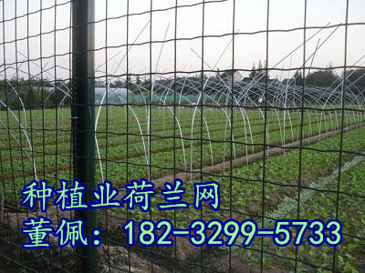 云南養(yǎng)殖* 荷蘭網(wǎng) pvc浸塑電焊網(wǎng) 廠家報(bào)價(jià)直銷(xiāo)