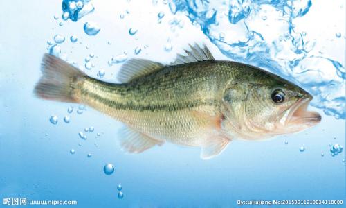 水產(chǎn)苗種-小鱸魚(yú)苗