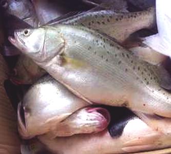 水產(chǎn)苗種-小鱸魚(yú)苗