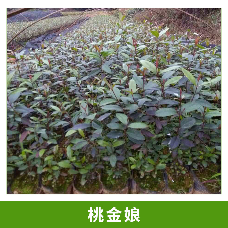 廣西桃金娘種植基地@技術(shù)指導(dǎo)@哪家好