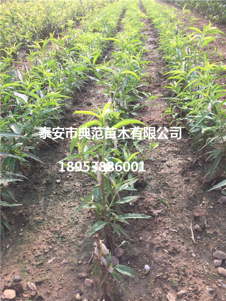 山東桃樹苗基地映霜紅桃樹苗批發(fā)供