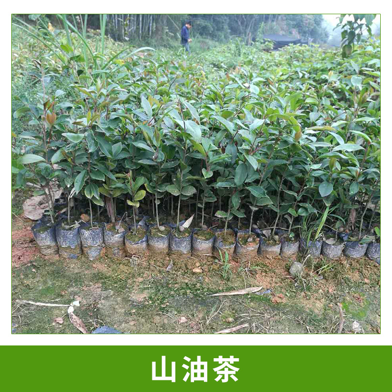 廣州大展綠化種苗場(chǎng)基地直銷山油茶容器苗杯栽小苗園林綠化油茶苗