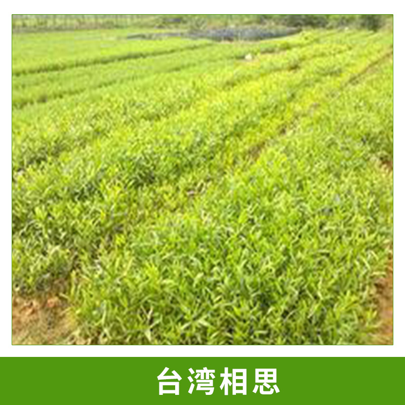 園林綠化工程樹種臺(tái)灣相思小苗相思樹/相思子容器苗杯栽小苗