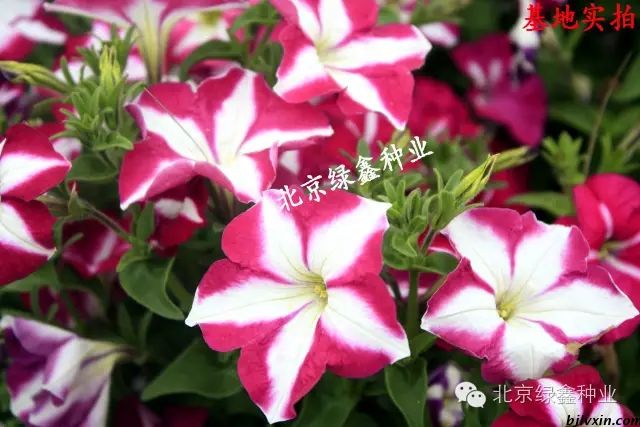 供應LVXIN牌矮牽牛花種