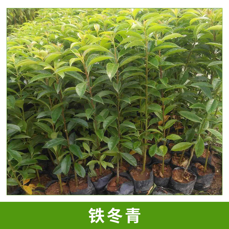 園林觀賞樹(shù)鐵冬青/救必應(yīng)/*木/白銀香/過(guò)山風(fēng)杯栽小苗基地直銷(xiāo)