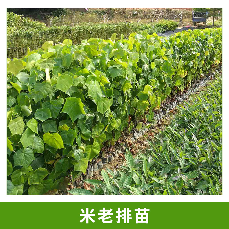 廣州米老排苗批發(fā)@種植基地@哪家好
