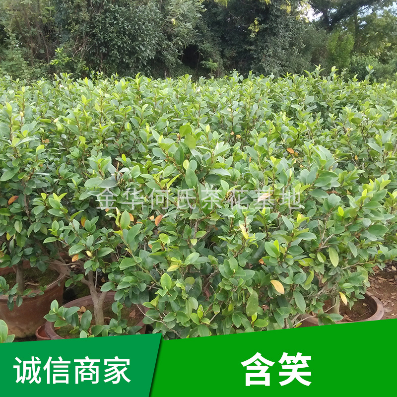 含笑樹 含笑種植基地 含笑樹批發(fā)