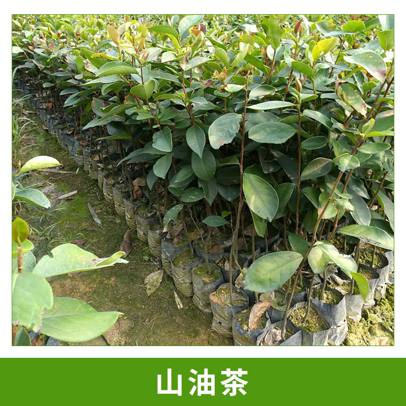 廣州大展綠化種苗場(chǎng)基地直銷山油茶容器苗杯栽小苗園林綠化油茶苗