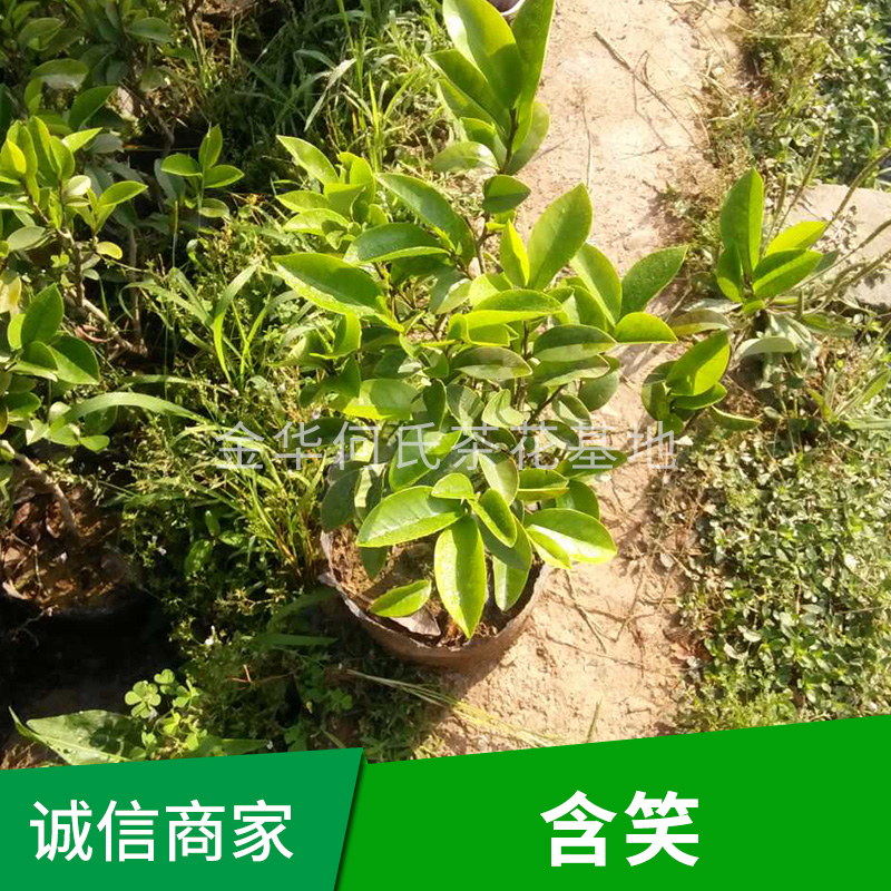 含笑樹 含笑種植基地 含笑樹批發(fā)