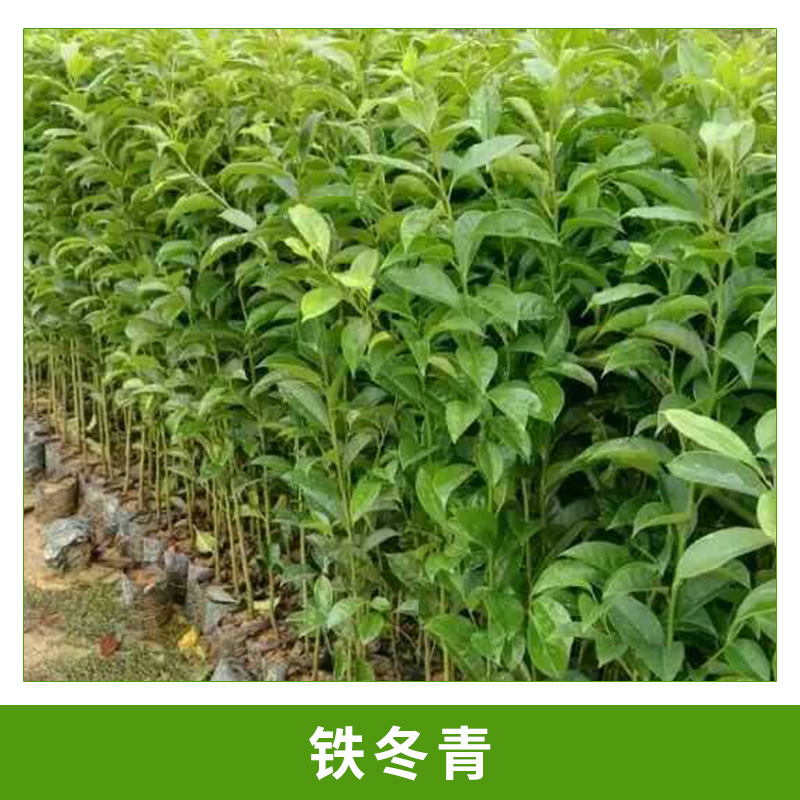 園林觀賞樹(shù)鐵冬青/救必應(yīng)/*木/白銀香/過(guò)山風(fēng)杯栽小苗基地直銷(xiāo)