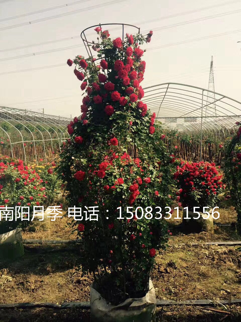 河南月季花球,北京月季墻,北京市月季花瓶,造型月季，藤本月季批發(fā) 月季花球,月季墻,月季花瓶