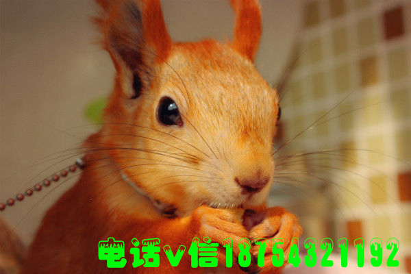 東營(yíng)地區(qū)哪里有賣(mài)魔王*的  東營(yíng)魔王*哪里有賣(mài)的