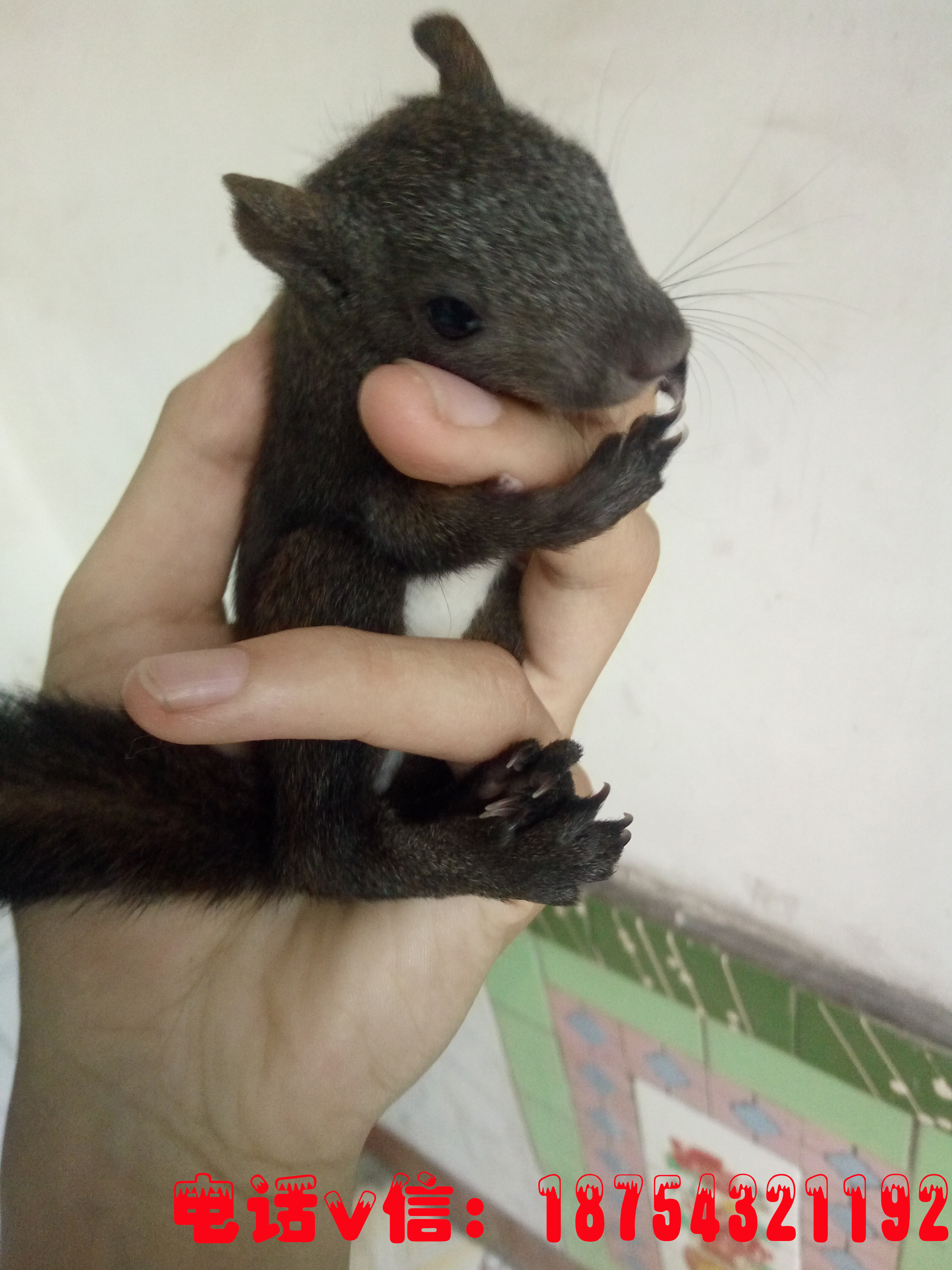 天津地區(qū)哪里有賣魔王*的 天津地區(qū)魔王*哪里有賣