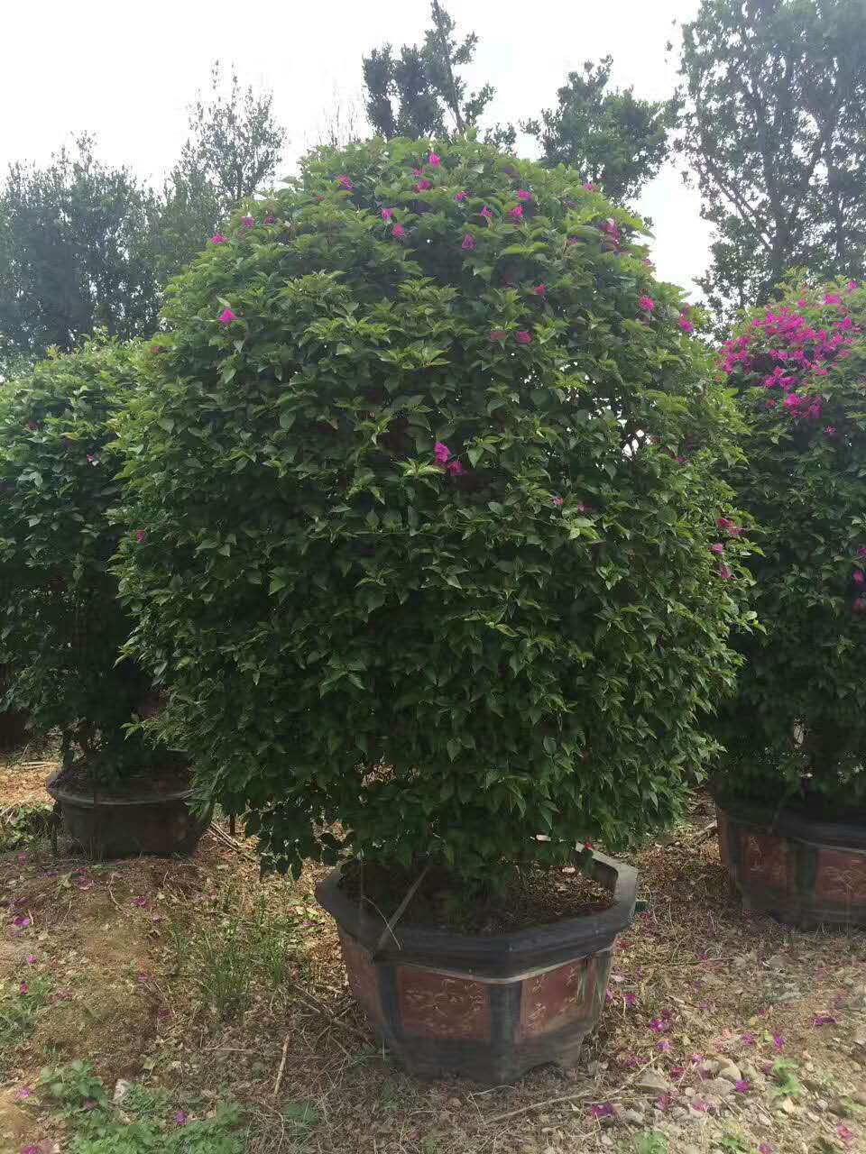 漳州三角梅批發(fā)價格@漳州專營三角梅苗圃@三角梅種植基地