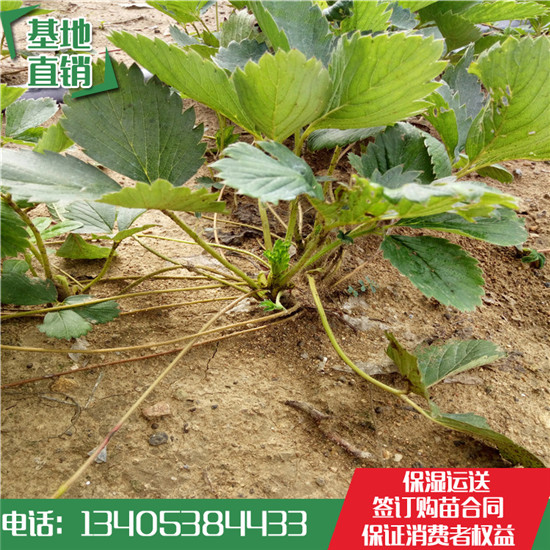全明星草莓苗 500萬棵全明星草莓苗批發(fā) 全明星草莓苗基地多少錢一棵