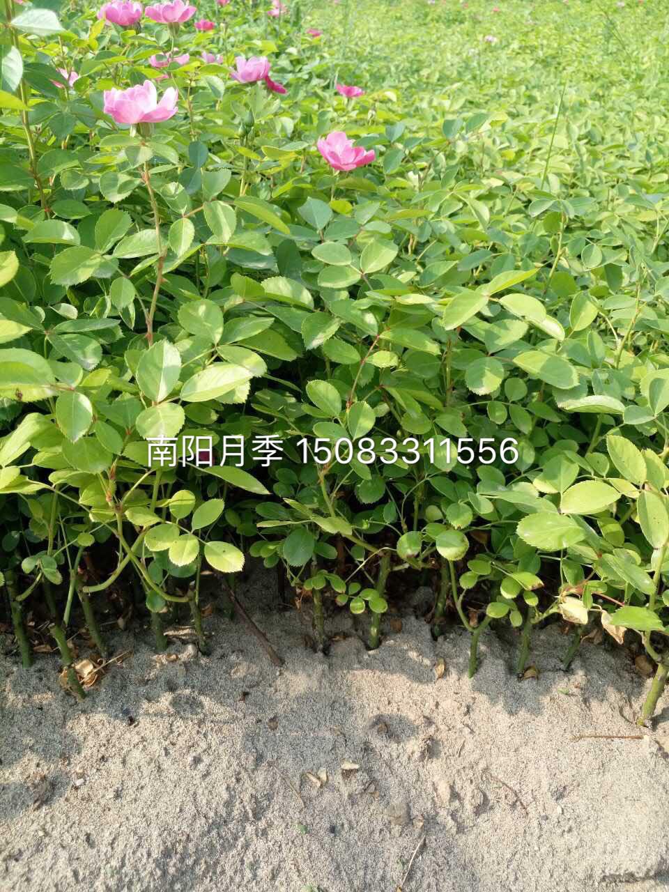 寶雞市月季小苗 漢中市月季種苗 咸陽市月季苗價(jià)格  陜西省月季小苗,月季種苗