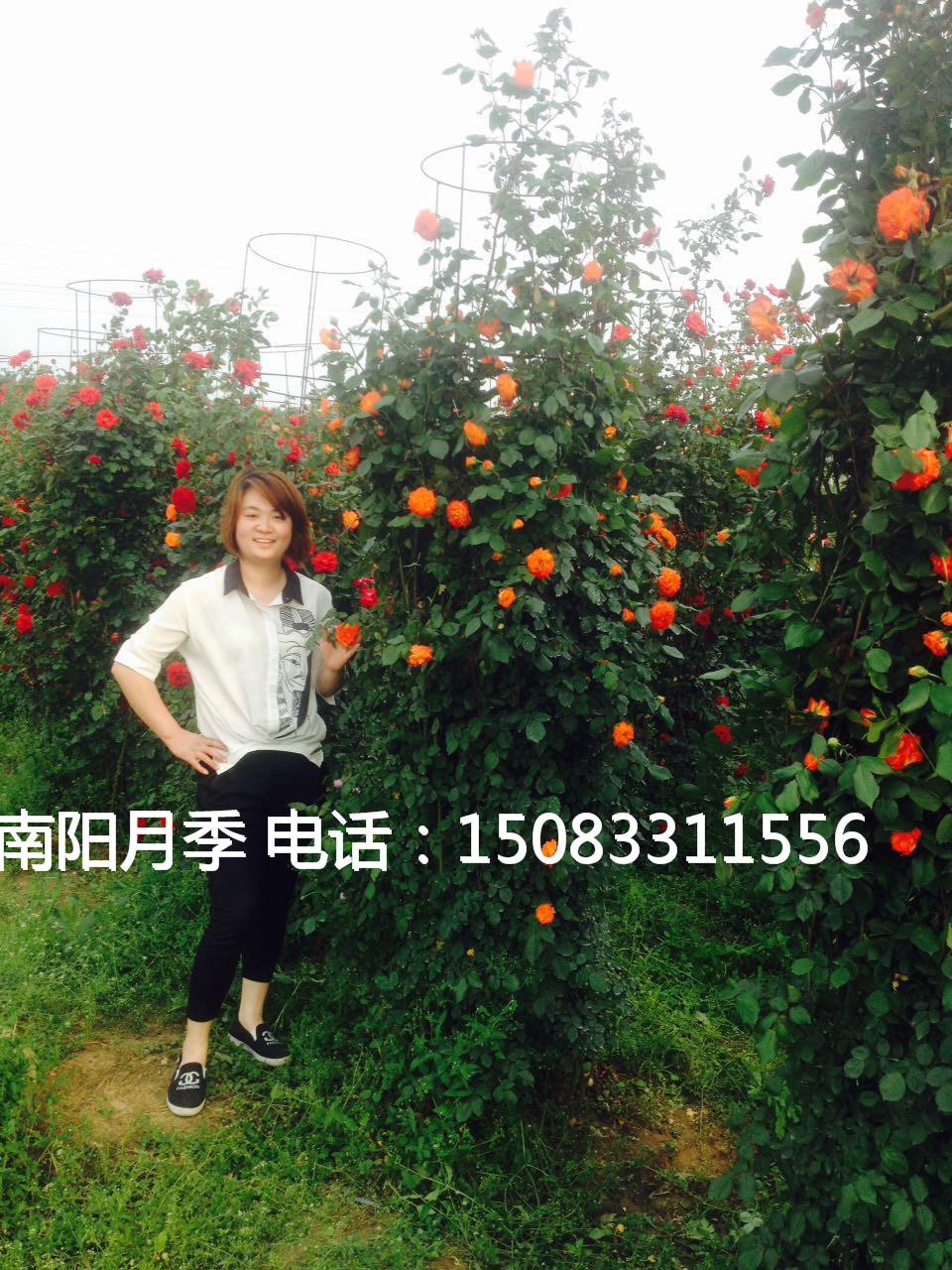河南月季花球,北京月季墻,北京市月季花瓶,造型月季，藤本月季批發(fā) 月季花球,月季墻,月季花瓶