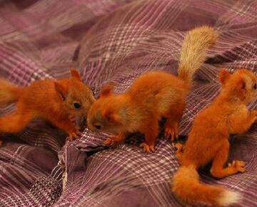 魔王*  魔王*  黃山* 廣東地區(qū)哪里有賣魔王*的