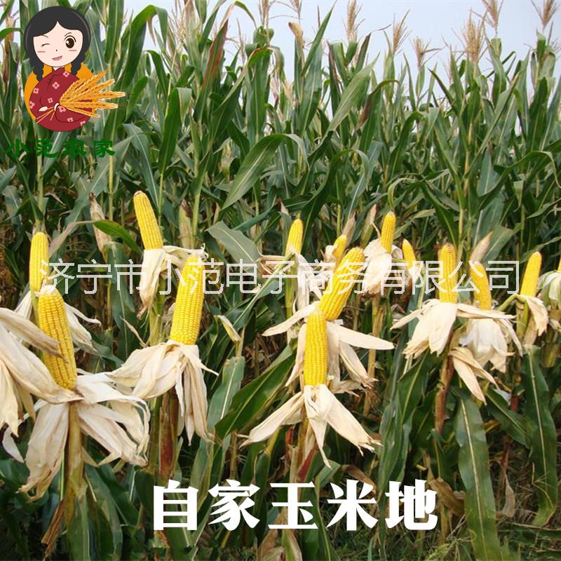 玉米碴 山東農(nóng)家自產(chǎn) 黃玉米茬 苞米糝渣 棒子碎 小碴子新貨250g