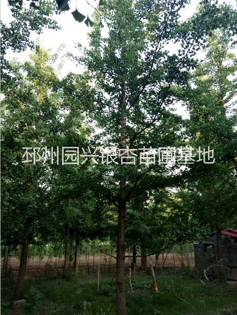 銀杏實生樹 20公分銀杏樹價格 銀杏樹價格 江蘇20公分銀杏樹價格 銀杏實生樹價格  銀杏實生樹售價是多少