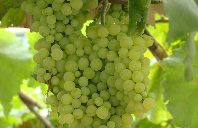 維多利亞葡萄 葡萄批發(fā)價(jià)格 新鮮葡萄保存方法 山西維多利亞葡萄