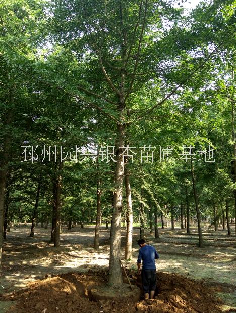 15.18.20.25公分銀杏占  20公分銀杏占地樹價格 18公分銀杏占地樹 25公分銀杏占地樹報價