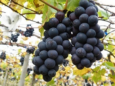 山東巨峰葡萄批發(fā)價(jià)格 葡萄種植基地 新鮮葡萄價(jià)格 廣東巨峰葡萄