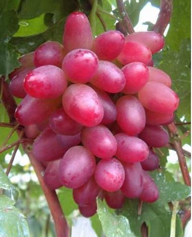 福建紅芭拉多葡萄 紅芭拉多葡萄批發(fā)價格 葡紅芭拉多葡萄基地