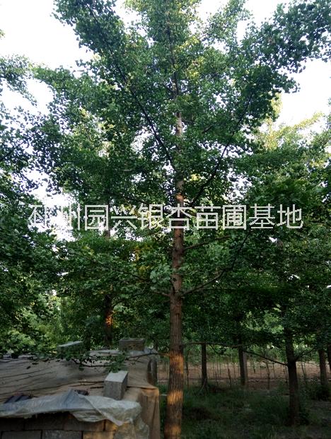 銀杏實生樹 20公分銀杏樹價格 銀杏樹價格 江蘇20公分銀杏樹價格 銀杏實生樹價格  銀杏實生樹售價是多少