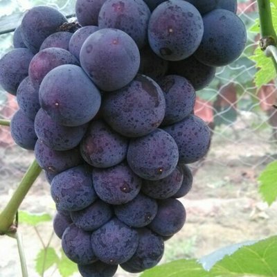 京亞葡萄批發(fā)價格 新鮮葡萄 河南京亞葡萄