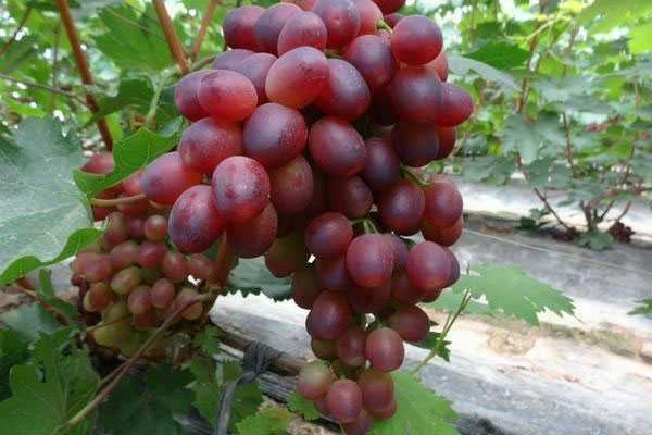 福建紅芭拉多葡萄 紅芭拉多葡萄批發(fā)價格 葡紅芭拉多葡萄基地