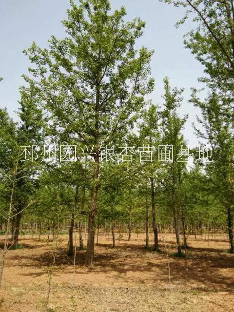 30公分銀杏樹 30公分銀杏樹價格 30銀杏價格 銀杏樹價格 30公分銀杏樹售價是多少 30公分銀杏樹供應(yīng)