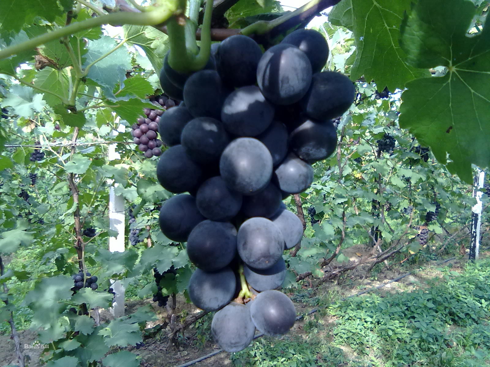 山東巨峰葡萄批發(fā)價(jià)格 葡萄種植基地 新鮮葡萄價(jià)格 廣東巨峰葡萄