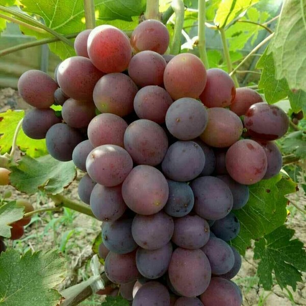 河北紅無(wú)核葡萄 河北紅無(wú)核葡萄批發(fā) 河北邯鄲葡萄廠家基地