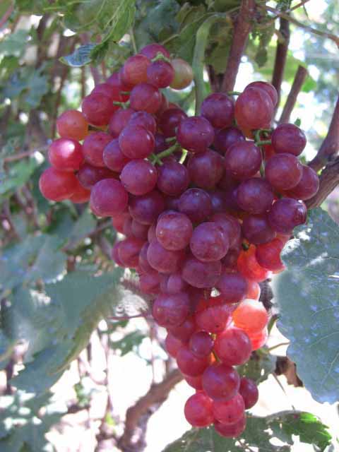 河北紅無(wú)核葡萄 河北紅無(wú)核葡萄批發(fā) 河北邯鄲葡萄廠家基地