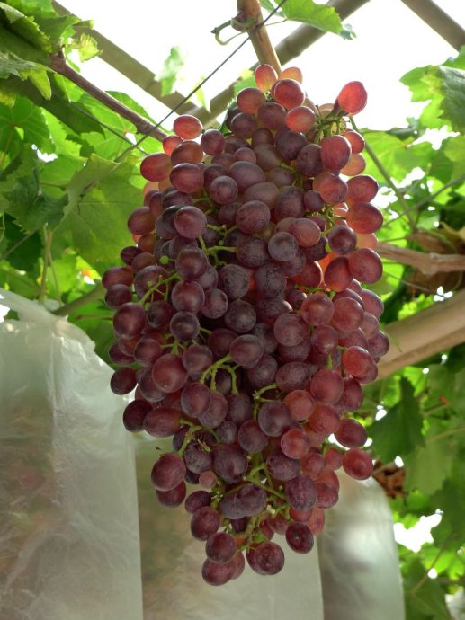 河北紅無(wú)核葡萄 河北紅無(wú)核葡萄批發(fā) 河北邯鄲葡萄廠家基地