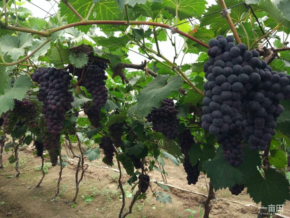 京亞葡萄批發(fā)價格 新鮮葡萄 河南京亞葡萄