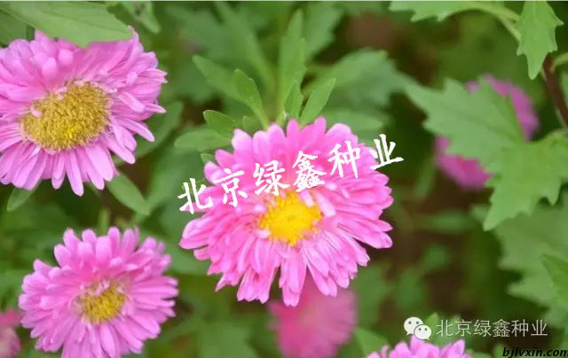 供應(yīng)LVXIN 牌翠菊花種